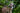 Maliau Basin Studies Centre - Agathis Camp - Nepenthes Camp - Takob Akob Falls - Nepenthes Camp