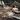 2D1N Safari & Eco-lodge Stay (2 Game Drives)