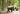 Jim Corbett National Park Safari