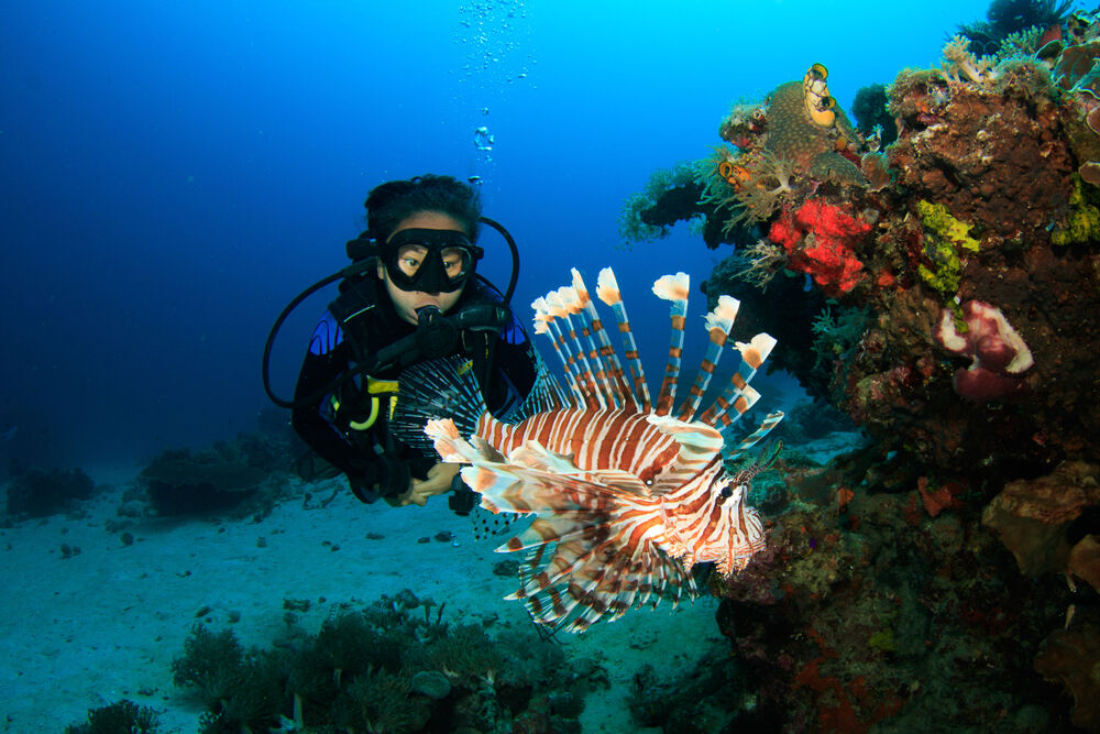11 Best Diving in Labuan Bajo (Komodo) in 2023 - Seek Sophie