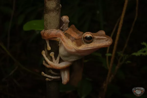 Spot Flying Lemurs with Naturalist Guide 