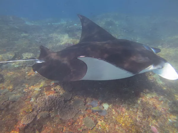 Manta Rays love swimming in the waters around Nusa Lembongan