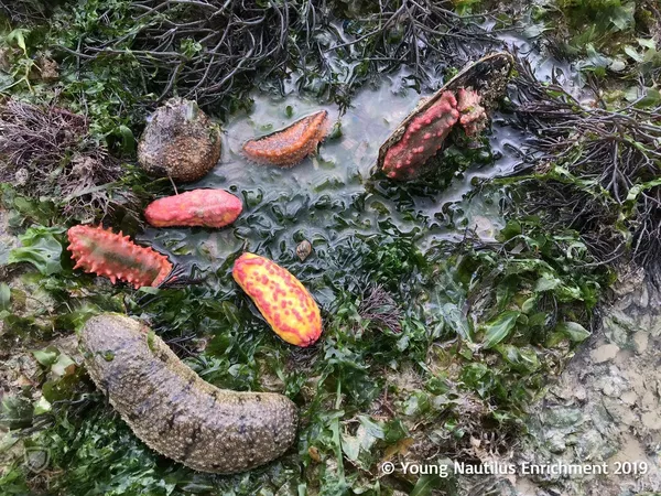 See Marine Wonders with a Naturalist | Intertidal Walk