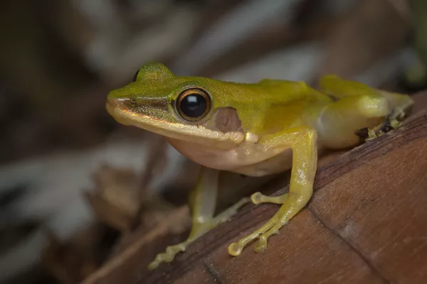 Spot Flying Lemurs with Naturalist Guide 