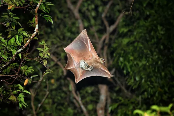 Spot Flying Lemurs with Naturalist Guide 