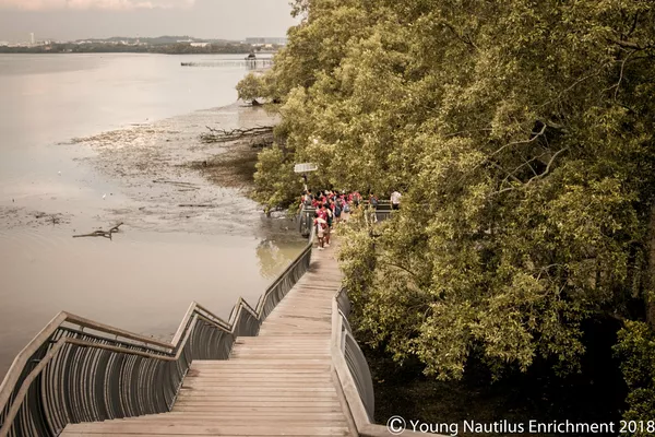 Mangrove Exploration @ Pasir Ris or Sungei Buloh (Age: 2+)