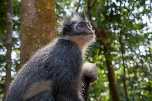 Ketambe - Gunung Leuser National Park