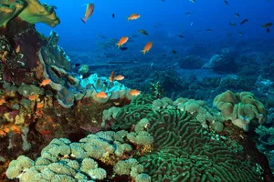 Vivid coral reef and schooling tropical fish beneath the surface in Bali waters, captured during a Sanctum Dive Indonesia open-water trip