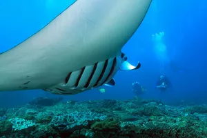 Large shark swims over a coral reef as scuba divers train during a 3-day open-water certification with Sanctum Dive Indonesia, Bali
