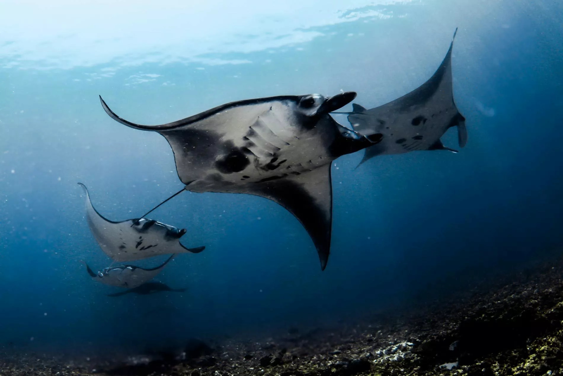 Taman Negara Komodo, Indonesia