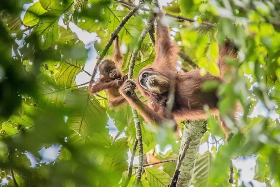 Taman Negara Gunung Leuser, Indonesia