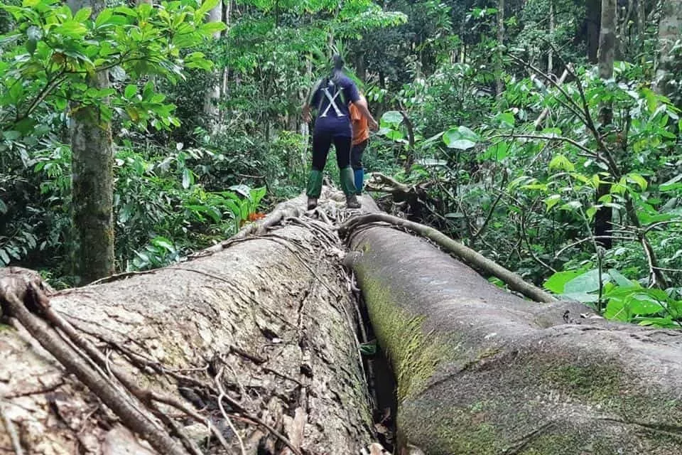 Gunung Leuser National Park, Indonesia