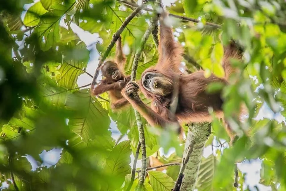 Gunung Leuser National Park, Indonesia