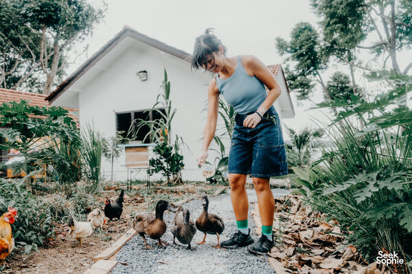 A woman walks among chickens in a landscaped yard at a seaside farmstay in Singapore during a treasure hunt