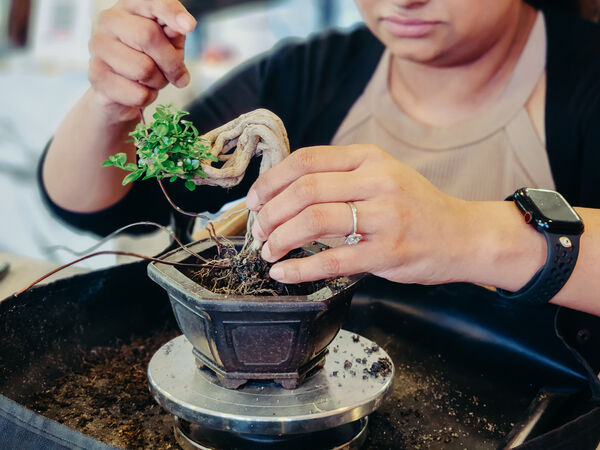 Japanese-Style Tropical Bonsai Workshop