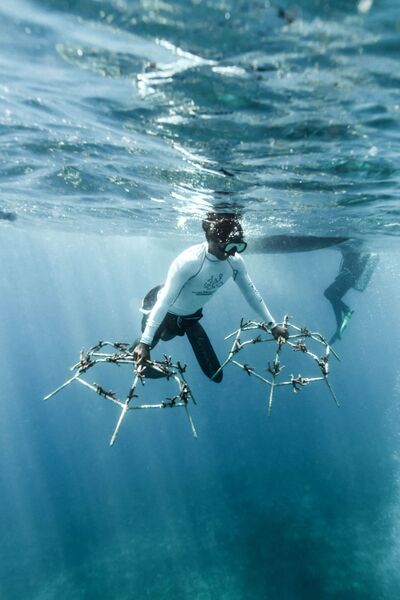 Diver underwater in East Bali holding a coral framework, placing restored coral fragments while snorkelling over the reef