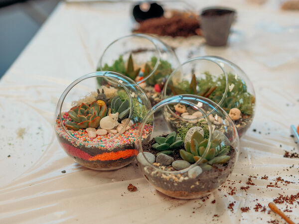 Three glass globe terrariums with succulents and miniature decor on a table, ready for a Singapore terrarium workshop