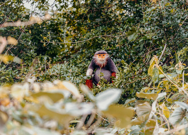 Natural mountain monkeys サルボックリー2 015fa21263bad85d1246757fd44802