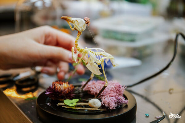 An Afternoon with a Taxidermist | Assemble an Animal Skeleton! 