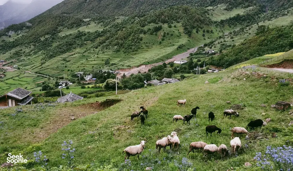 Sheep grazing on a grassy mountainside above Lijiang villages during a 1-day Hidden Villages & Wenhai Wetlands trek with The Bivou Lijiang