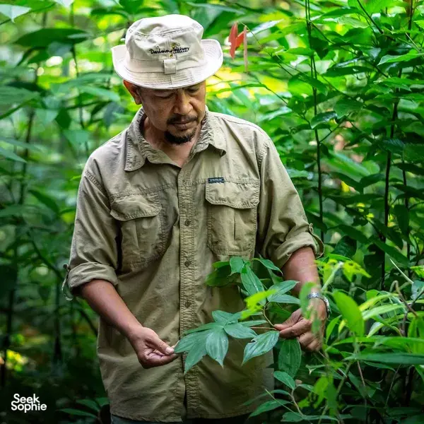 Darulaman Sanctuary herbalist holds fresh leaves and identifies plants in Gunung Raya rainforest, Langkawi