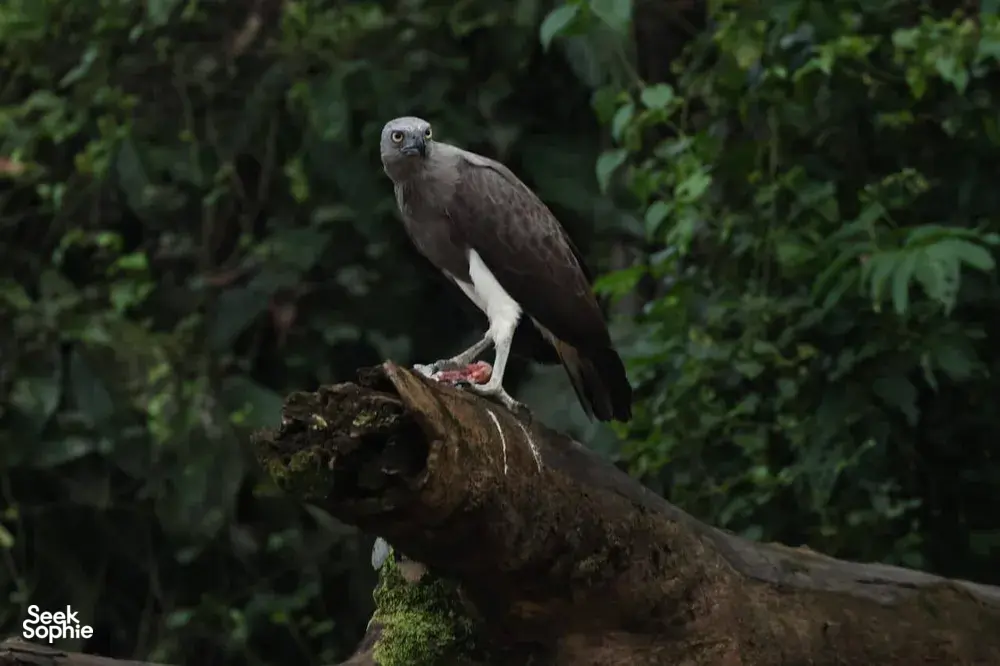 Seek Sophie option picture