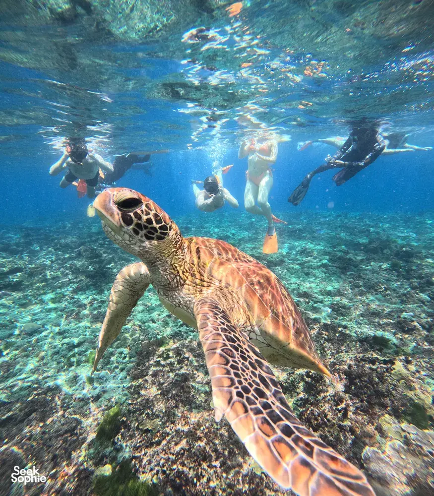 Seek Sophie option picture