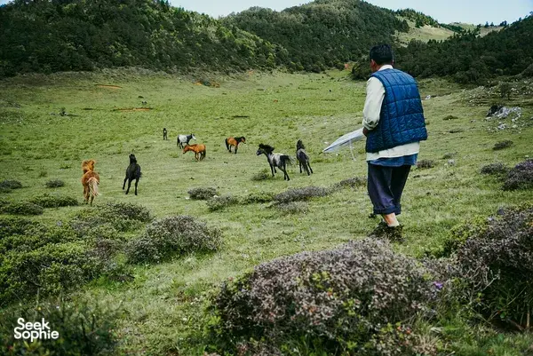 Hiker walking across a green hillside with grazing cows below during a Yi and Naxi village trek in Lijiang, Yunnan