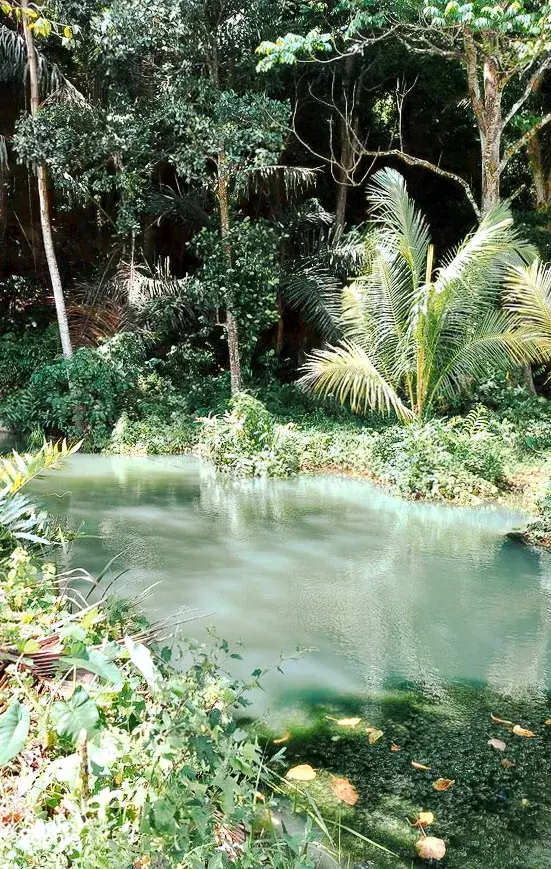 Still mangrove pool with dense green foliage and muddy banks during a hidden mangroves and village visit day trip, Labuan Bajo