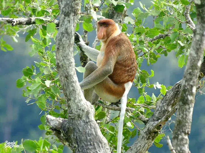 Seek Sophie option picture