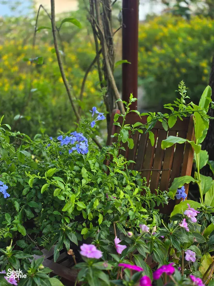 Seek Sophie option picture