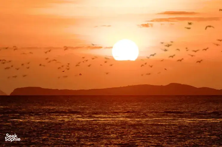 Sun setting over the sea with many silhouetted flying bats in the distance during a Komodo day trip on Komodo Island