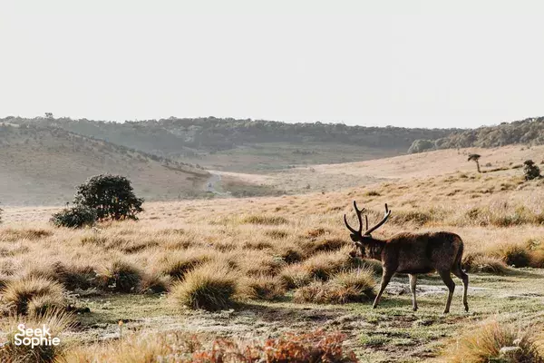 6H Sunrise Hike to World's End Cliff | Horton Plains 