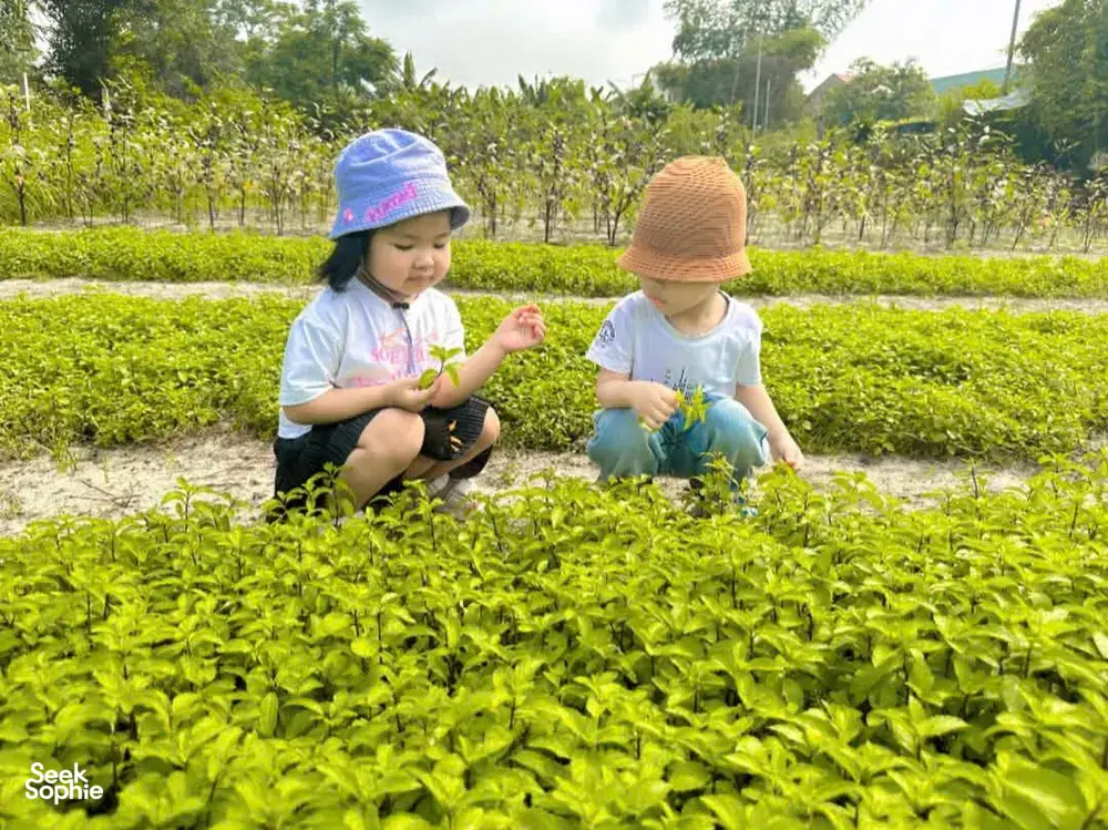 Seek Sophie option picture