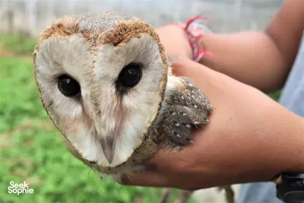 Close-up of a barn owl being gently held in a person's hands outdoors, part of Five Pillar's Magical Owl Village & Conservation in Bali