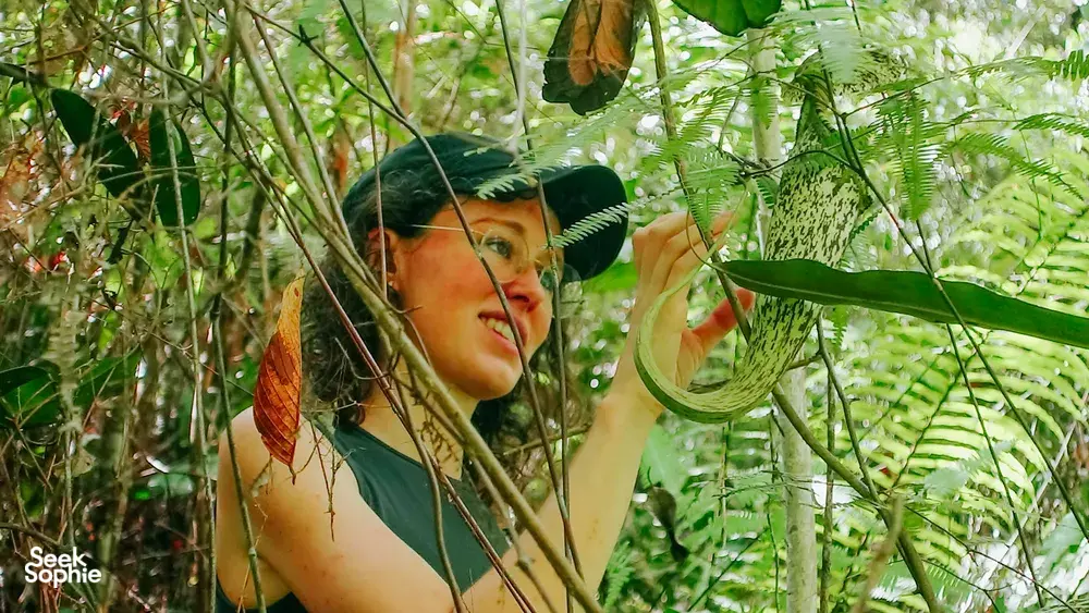 Seek Sophie option picture