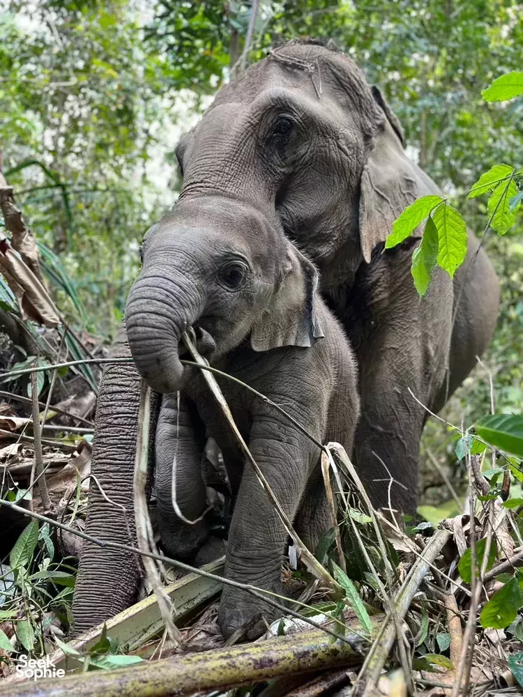 Seek Sophie option picture