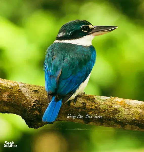 Blue kingfisher perched on a branch in Langkawi, bringing birdwatching into sharp focus on a guided nature tour