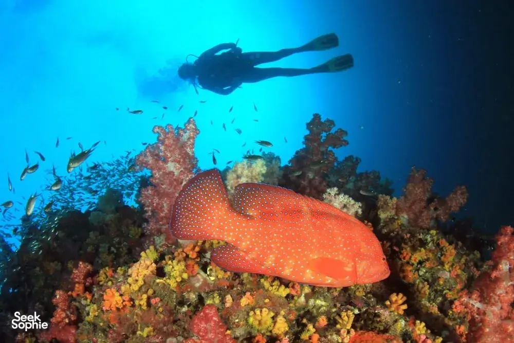 Seek Sophie option picture