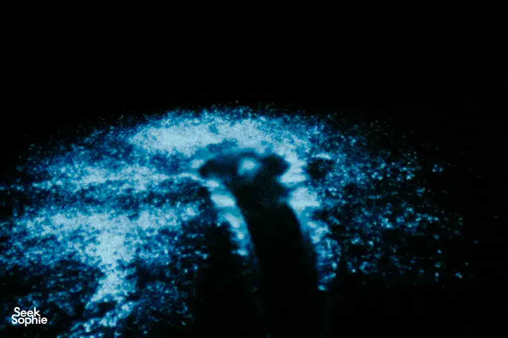 Seek Sophie option picture