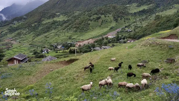 丽江出发的一日隐秘村落和文海湿地徒步旅行