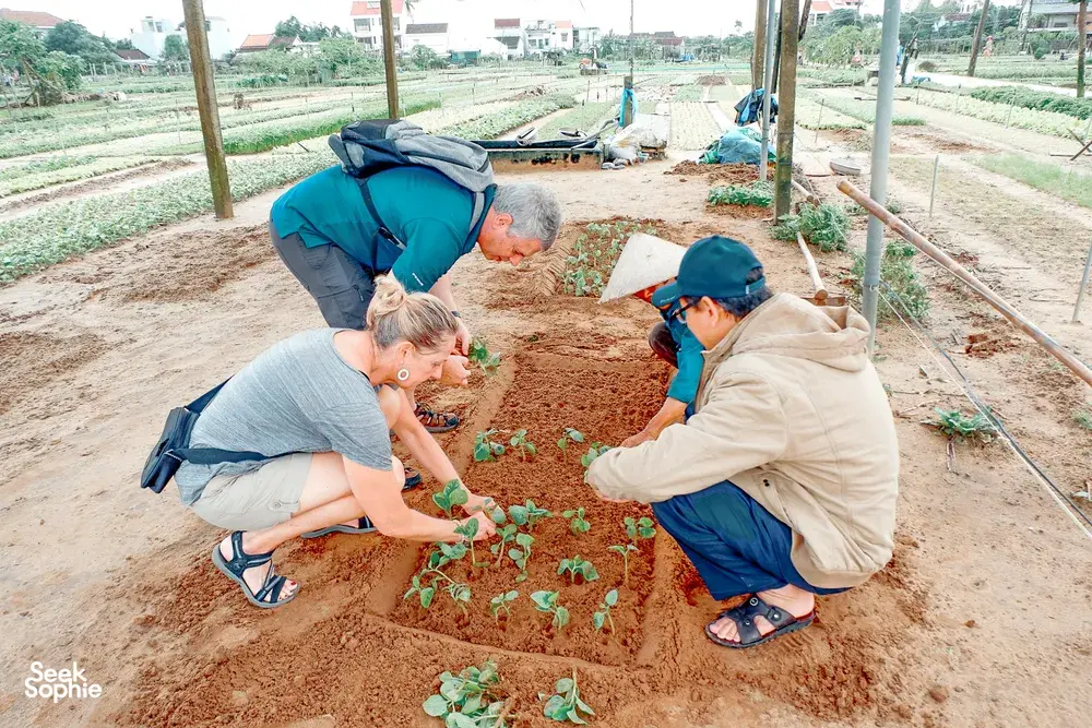 Seek Sophie option picture