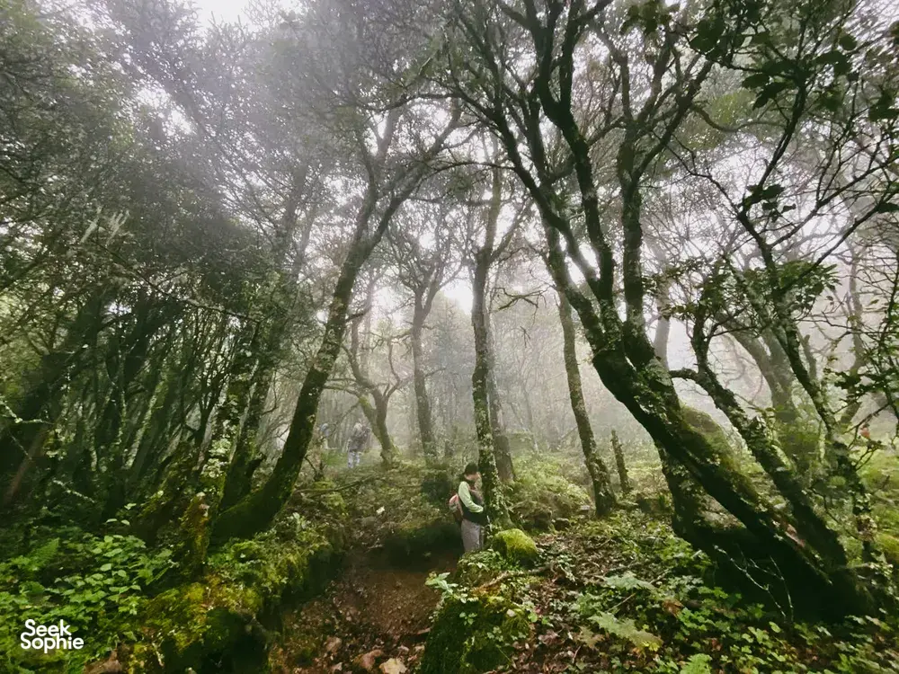 Hiker with a backpack walks through a misty forest on the Jade Dragon Snow Mountain route near Lijiang