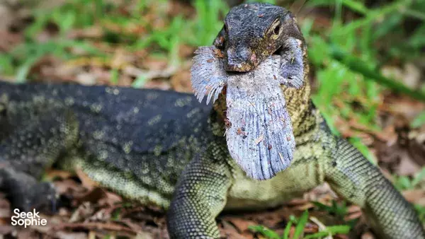 Mangrove Exploration @ Pasir Ris or Sungei Buloh (Age: 2+)