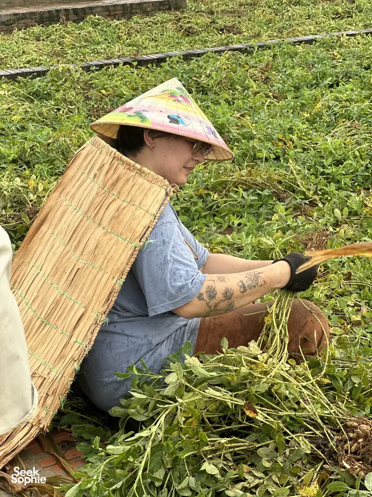 Conical-hat farmer gathering rice plants with a bamboo basket in a field at Duong Lam ancient village near Hanoi
