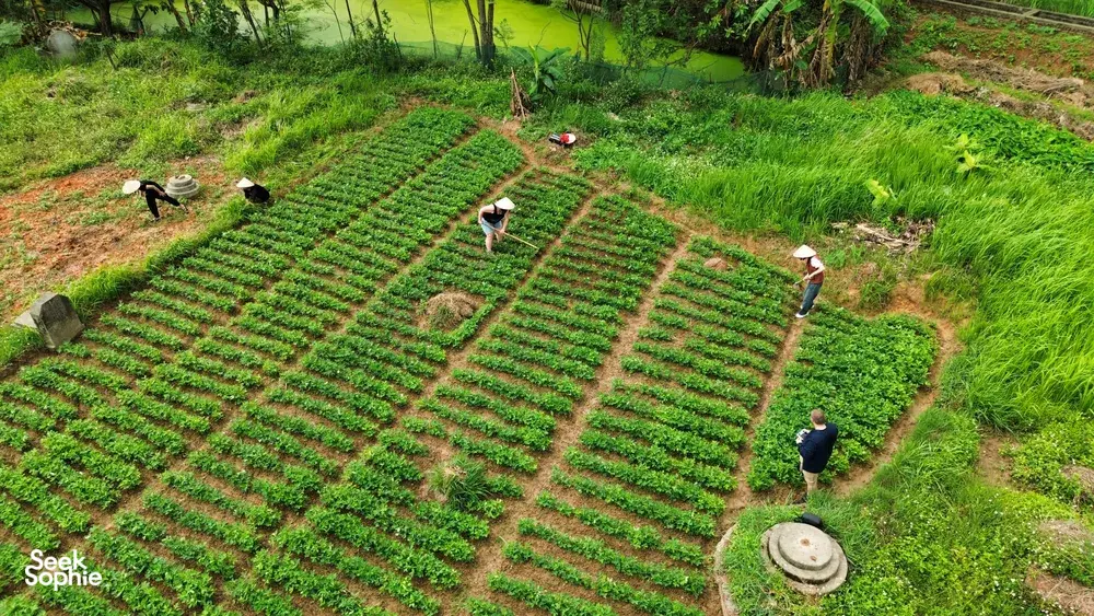 Overhead view of hands-on rice farming in Duong Lam ancient village near Hanoi, with people tending neat rows of paddies