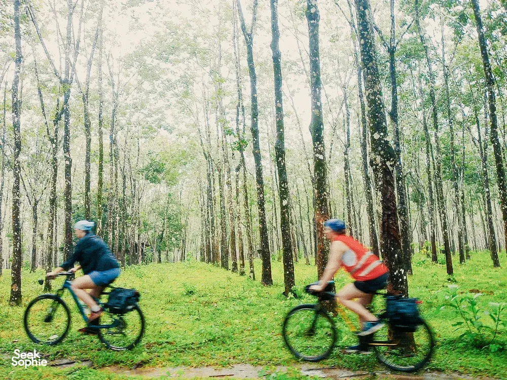 Cyclists pedalling through a sunlit bamboo grove on a quiet Langkawi bike ride with Bicycle Day Langkawi