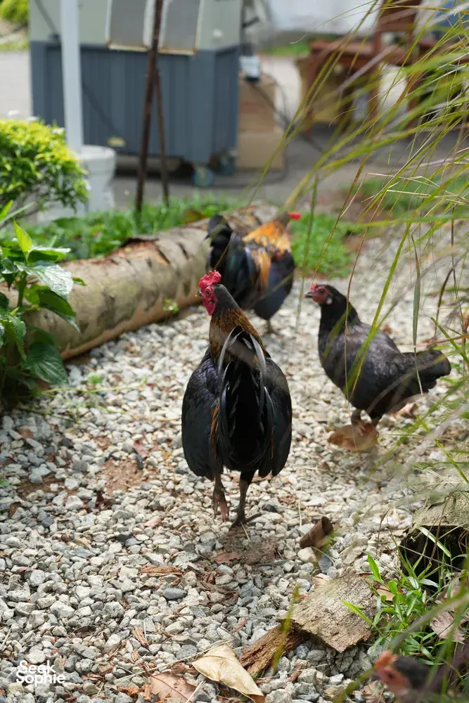 Chickens foraging on gravel in a garden yard at The Unexpected’s 2D1N farmstay in Singapore — Singapore hidden gems