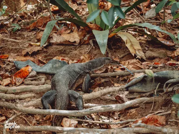 Large monitor lizard resting on fallen branches and leaves on the forest floor during Kayak to Ketam: Secret Island Discovery in Singapore