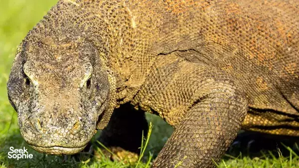 Close-up of a Komodo dragon on grass during a Labuan Bajo wildlife encounter featuring Komodo dragons